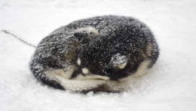 Extreme Weather Can Be Fatal For Huskies