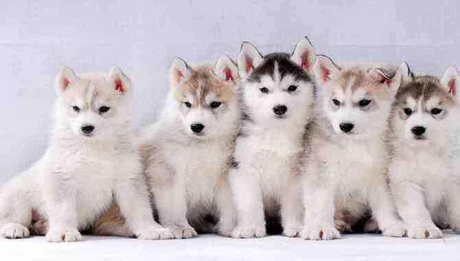 Factors Affecting The Cost Of A Husky Puppy