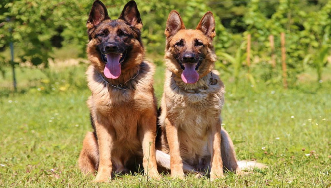 Facts About German Shepherd Dingo Dog Mix