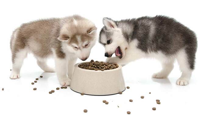 Feed Your Husky Puppy A High-Quality Diet