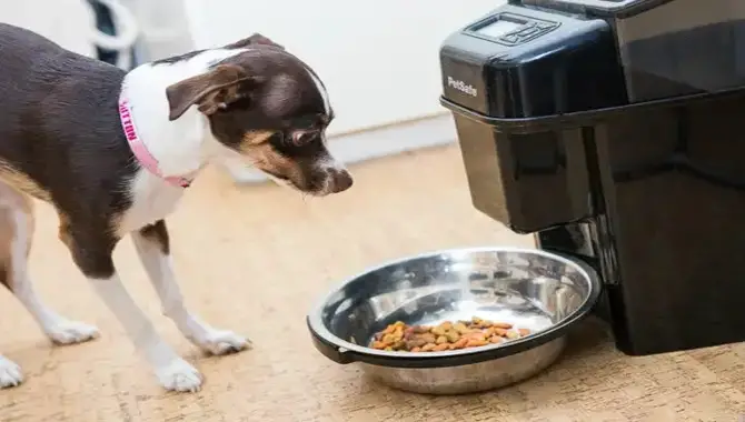 Feeder Dishes Made Specifically For Dogs Are Best For Hand Feeding