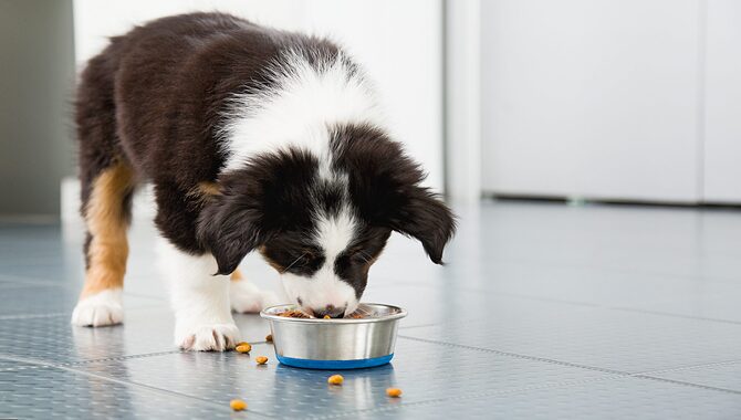 Feeding Dogs From A Bowl Instead Of From Your Hand