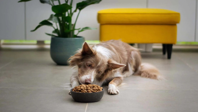 Feeding Dogs When They're Tired Or Hungry