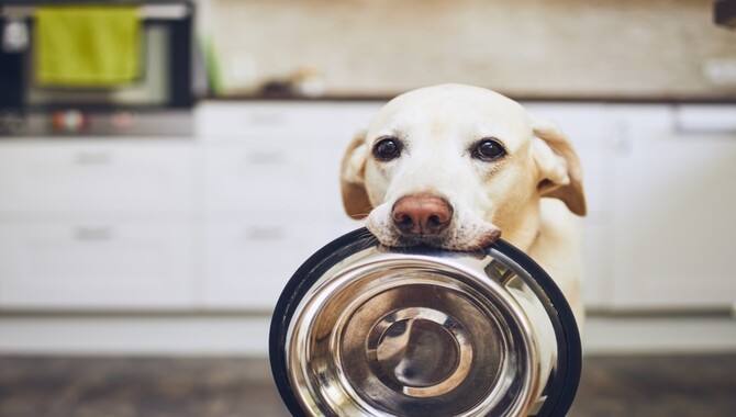 Feeding Dogs While They're Playing