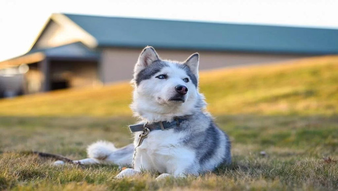 Feeding Your Husky Puppy In A Specific Way