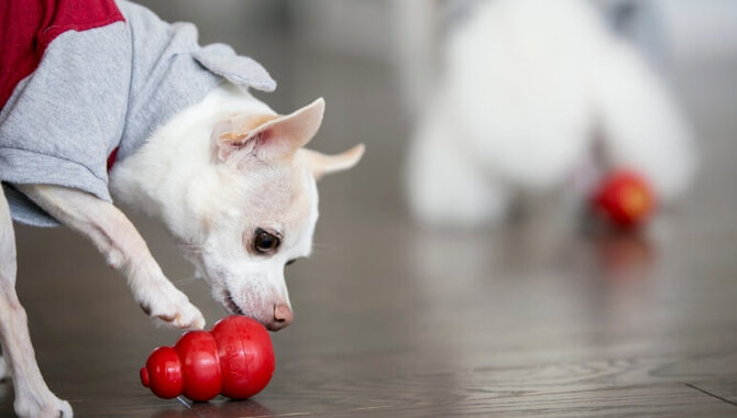 Fill The Kong With Water, Making Sure It Is Half-Full