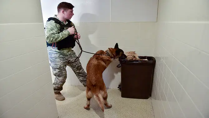 First Use Of Dogs In The Military