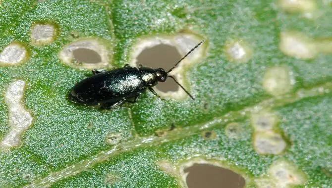 Flea Beetles The Tiny Black Plant Bug On Your Dog's Fur