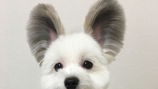 Fuzzy Little Ears
