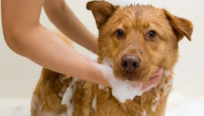 Gently Work The Dog's Body With Your Hands To Get All The Dirt And Mud Off