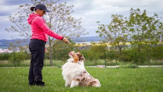 Get Help From A Professional Trainer Or Dog Behaviorist