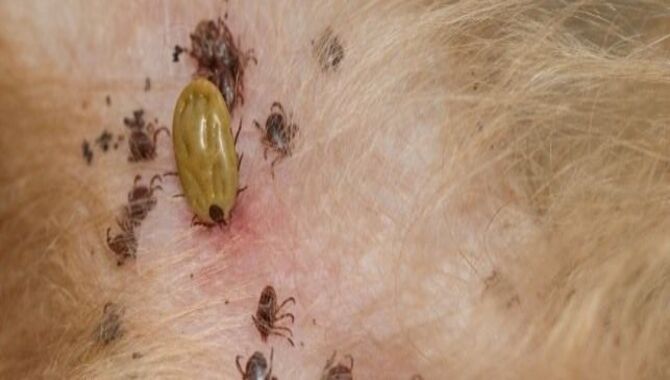 Getting Rid Of Little Black Bugs On Dogs
