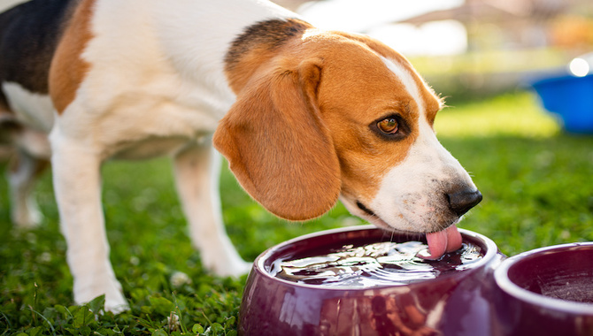 Give Them Water And Food