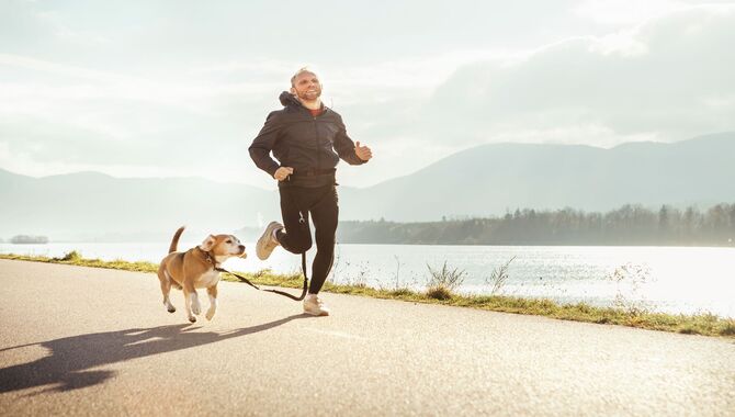 Give Your Dog Plenty Of Exercises