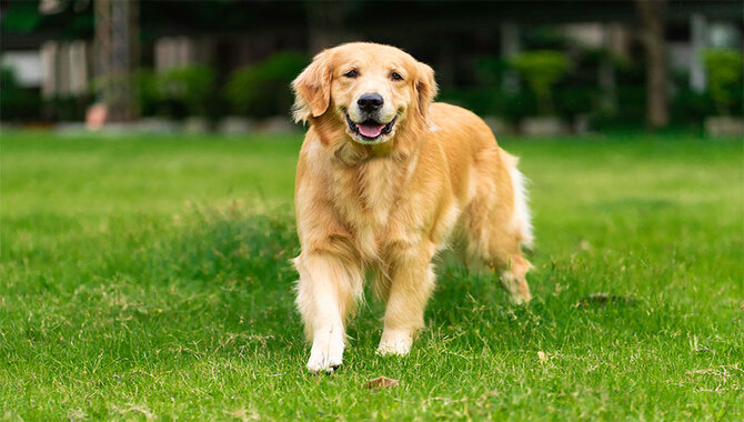 Give Your Golden A Joint Supplement