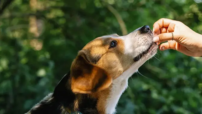 Give Your Healthy Pup Treats