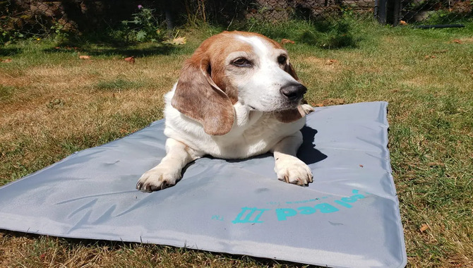 Give Your Husky A Cooling Pad