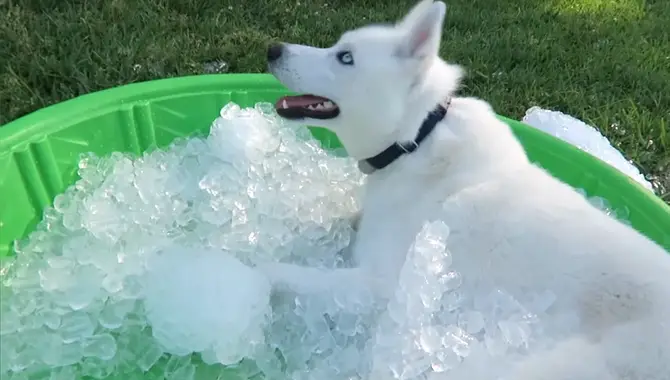 Give Your Husky An Ice Bath.
