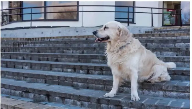Golden Retriever Puppies and Stairs
