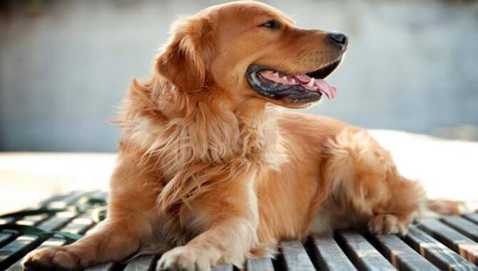 Golden Retriever Teething Signs How To Handle Them