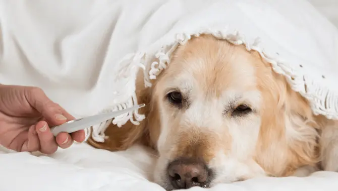 Golden Retriever Tips For Keeping Them Warm In The Winter