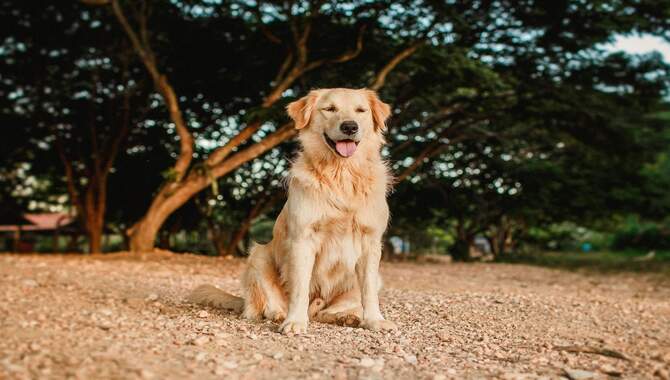 Golden Retrievers And Abnormal Skin Growths