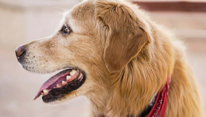 Golden Retrievers Pant Due To High Temperatures