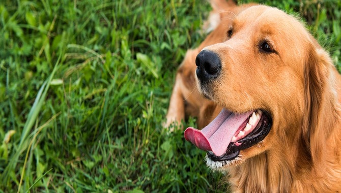 Golden Retrievers Were Bred To "Bite"