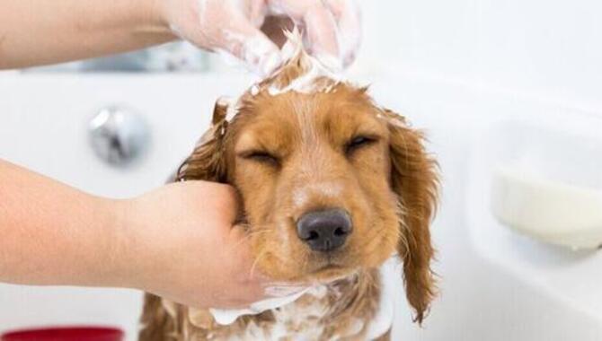 Grooming A Puppy