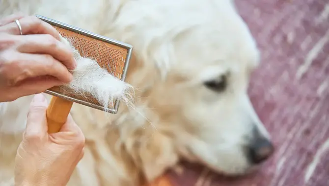 Hair-Cutting Tips For Dogs
