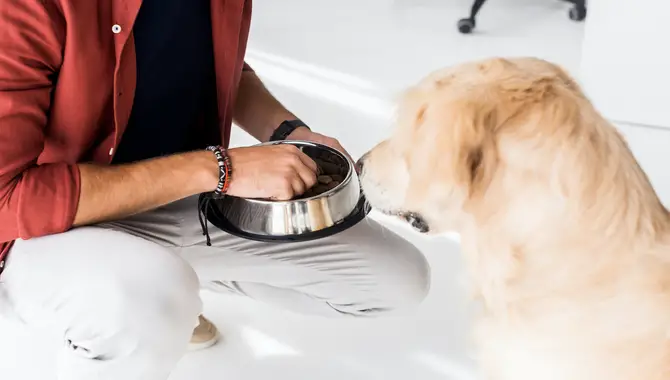 Hand Feeding Can Be A Great Way To Teach Your Dog How To Eat From A Bowl