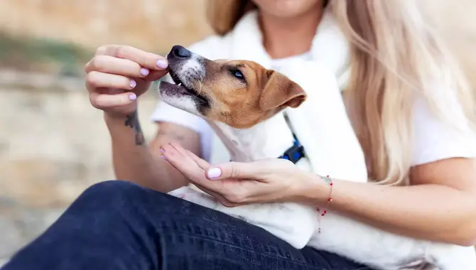 Hand Feeding Your Dog Can Be A Fun And Bonding Activity