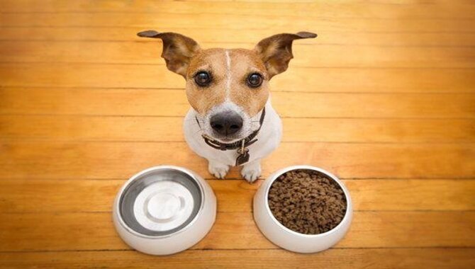 Hand-Feeding Your Dog Can Lead To Obesity In Dogs