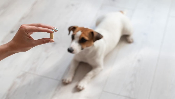 Hand-Feeding Your Dog Can Provide Them With Important Nutrients And Vitamins