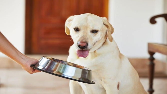 Hand-Feeding Your Dog Should Only Do Under The Guidance Of A Vet