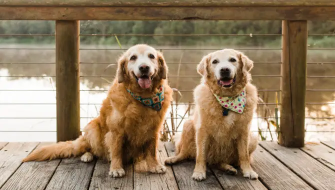 Health Concerns For Golden Retrievers As They Age