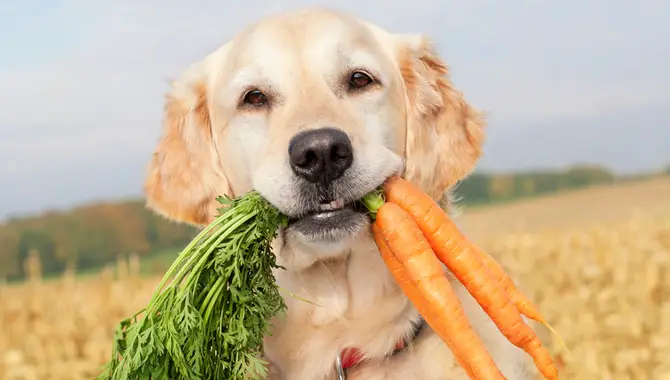Healthy Dogs