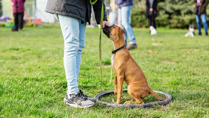 Hire A Dog Trainer