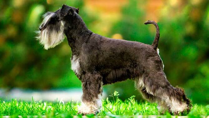 History Of Miniature Schnauzers