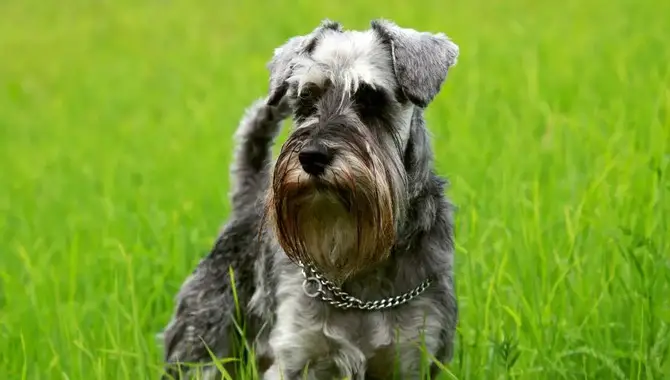 History Of Schnauzer As A Hunting Dog