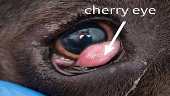 Home Remedies For Cocker Spaniels Cherry Eye