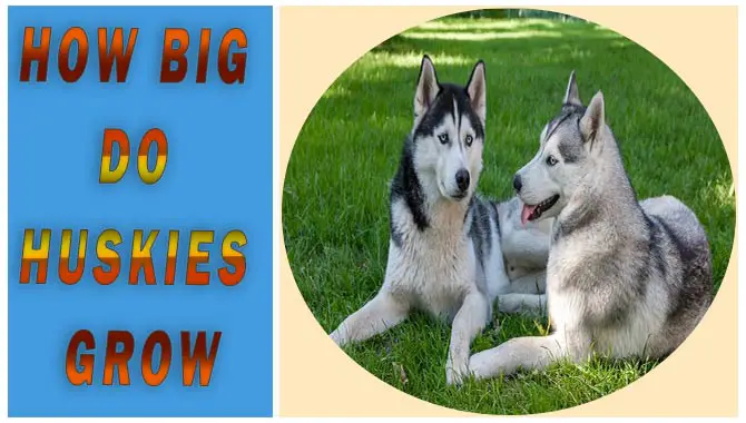How Big Do Huskies Grow