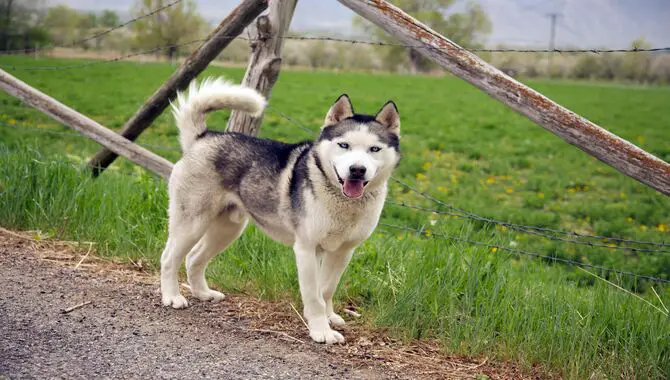 How Big Is A 1-Year-Old Husky?