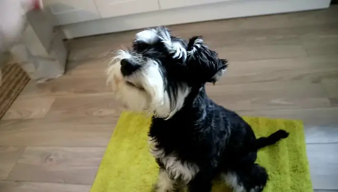 How Big Is A 6-Month-Old Miniature Schnauzer