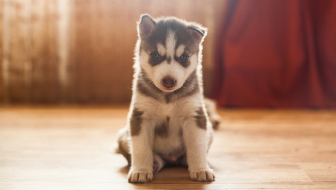 How Big Is A Husky Puppy?