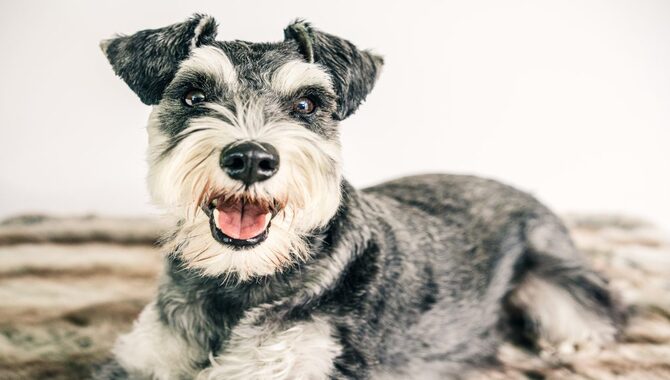 How Do You Entertain A Miniature Schnauzer?