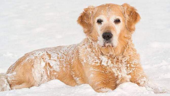 How Do You Treat A Cold Golden Retriever?