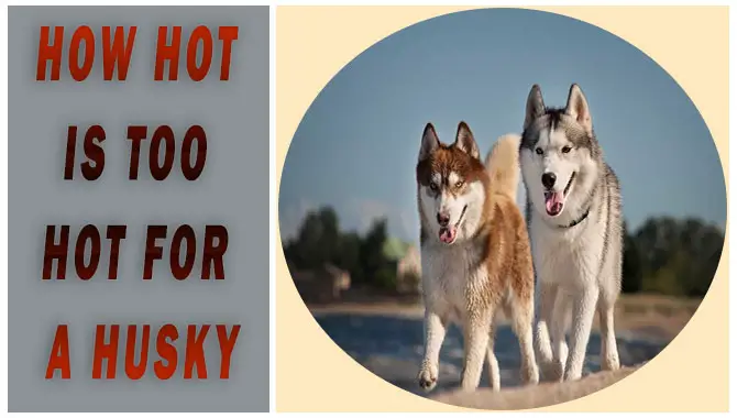 How Hot Is Too Hot For A Husky
