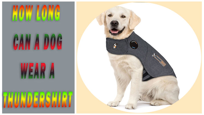 How Long Can A Dog Wear A Thundershirt