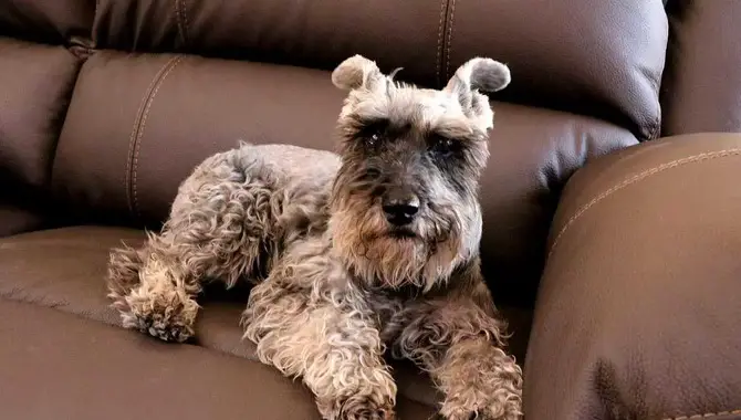 How Long Can Miniature Schnauzers Stay Alone